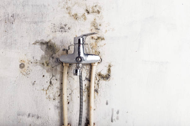 Best Toxic Mold Removal  in Jeffersontown, KY