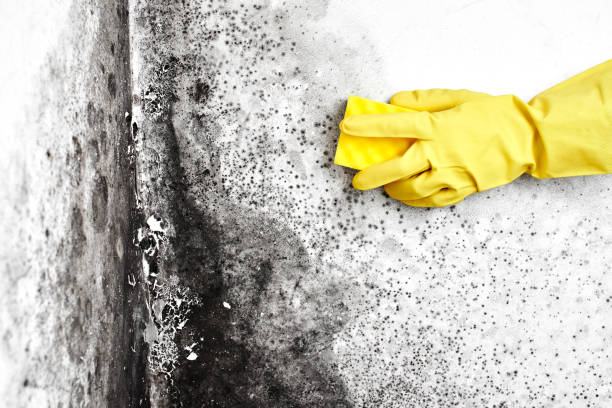 Attic Mold Removal in Jeffersontown, KY