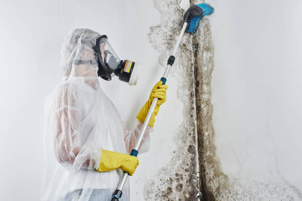 Best Home Mold Removal  in Jeffersontown, KY