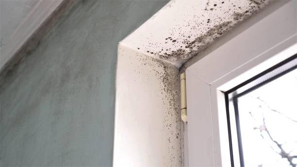 Jeffersontown, KY Mold Removal Company