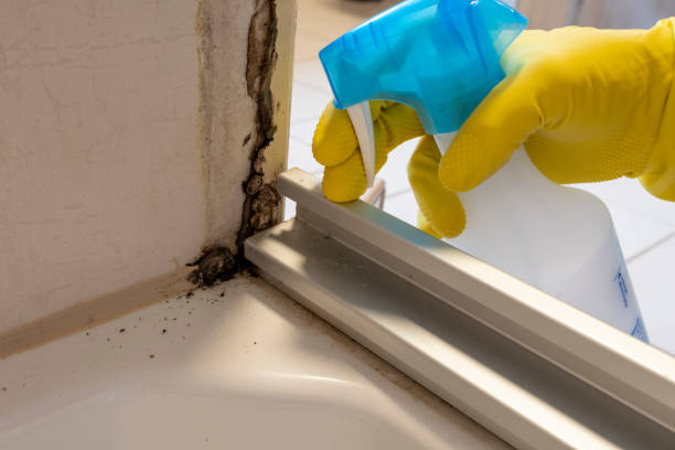 Best Local Mold Removal Service  in Jeffersontown, KY