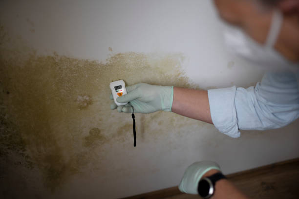 Best Commercial Mold Removal  in Jeffersontown, KY