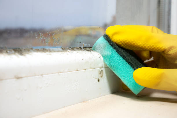 Best Mold Removal Company Near Me  in Jeffersontown, KY