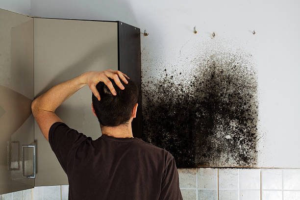 Best Mold Testing  in Jeffersontown, KY