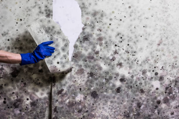 Mold Removal and Inspection in Jeffersontown, KY