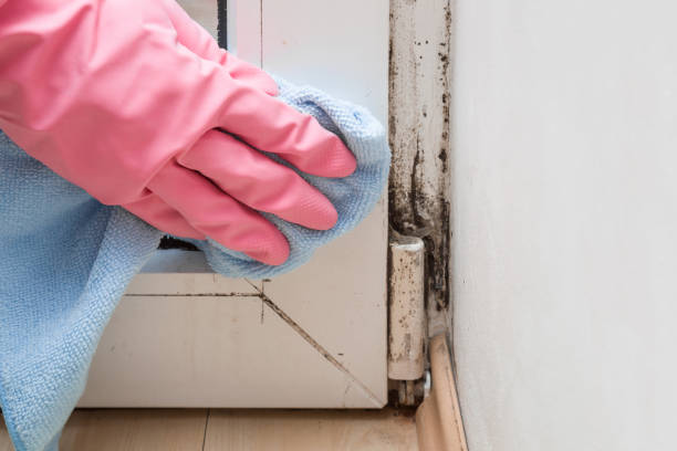 Best Fast Mold Removal  in Jeffersontown, KY