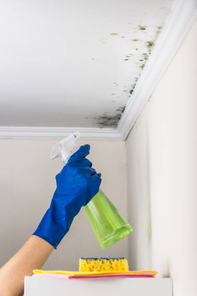 Best Mold Removal and Inspection  in Jeffersontown, KY